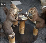 Careful playing with these guys, they only play "THE NUTS"